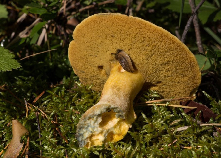 Маслёнок желто-бурый Suillus variegatus