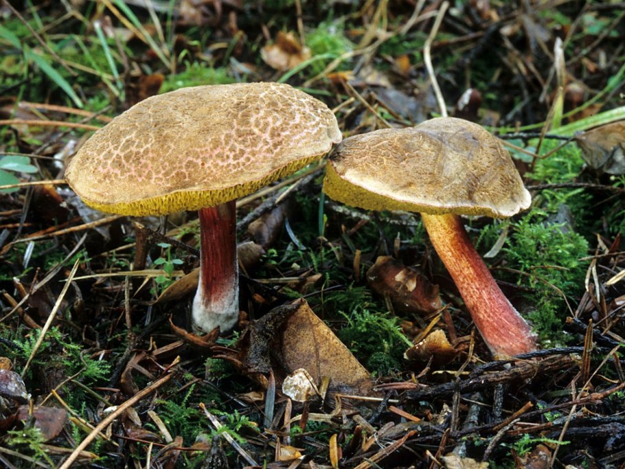 Моховик желто-бурый (Suillus variegatus)