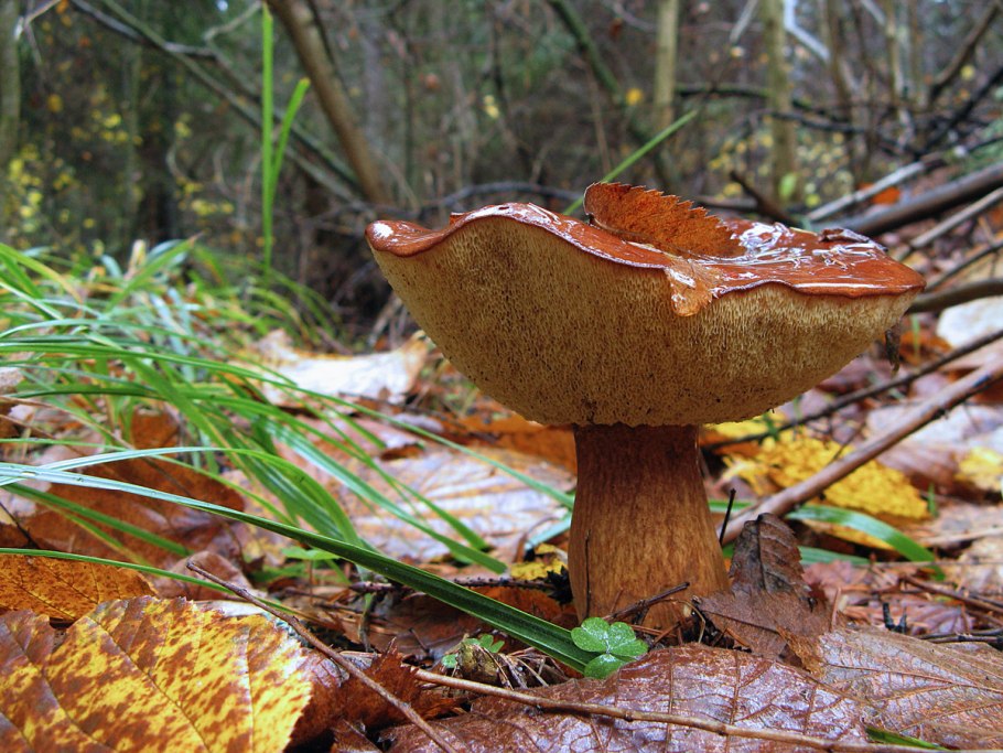 Моховик перечный