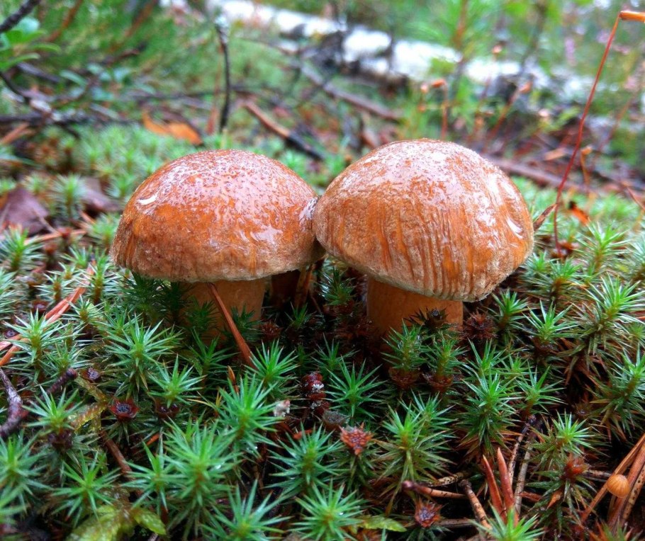 Масленок перечный (Chalciporus piperatus)