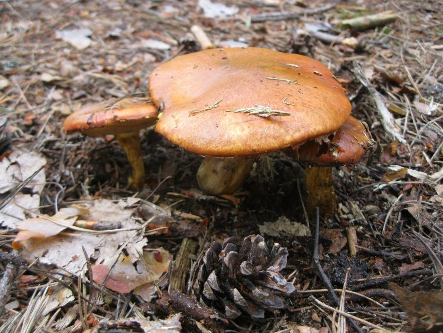 Моховик желто-бурый