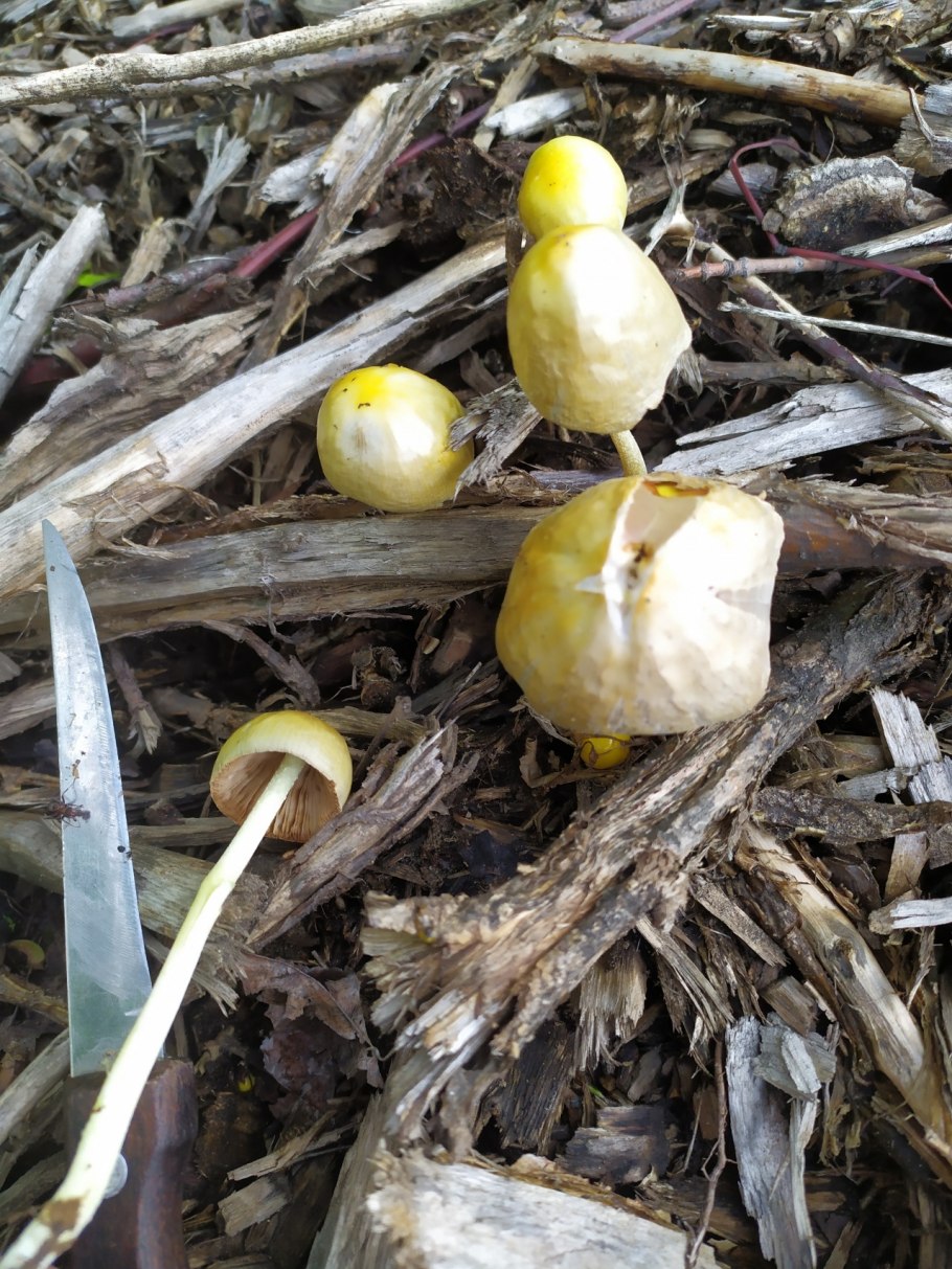 Боровой масленок