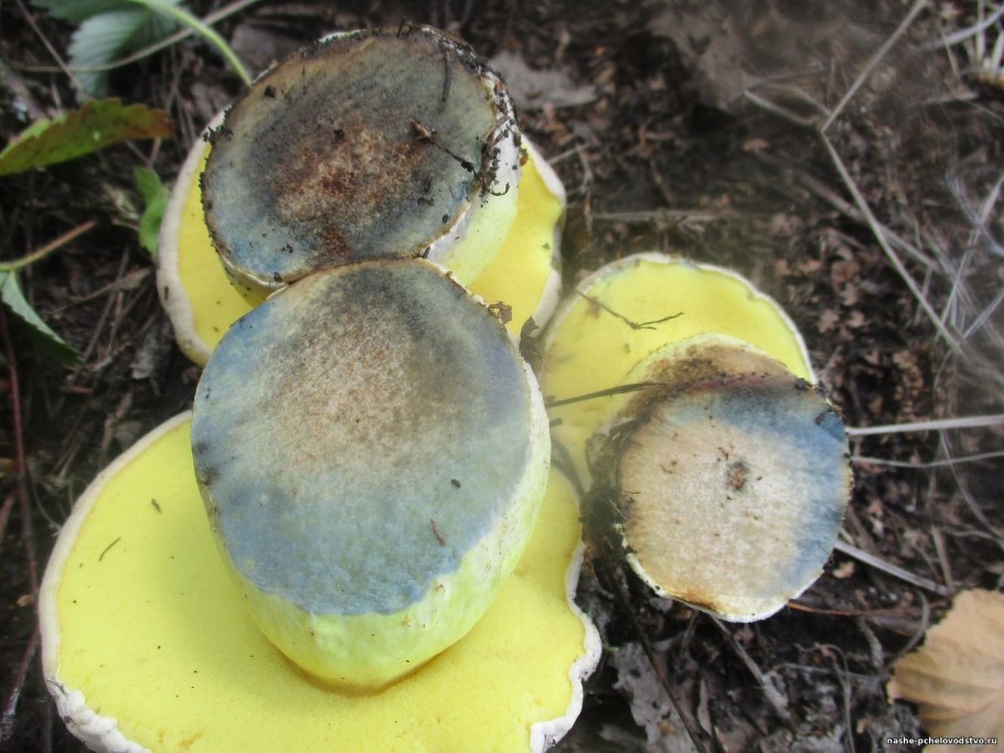 Моховик синеет