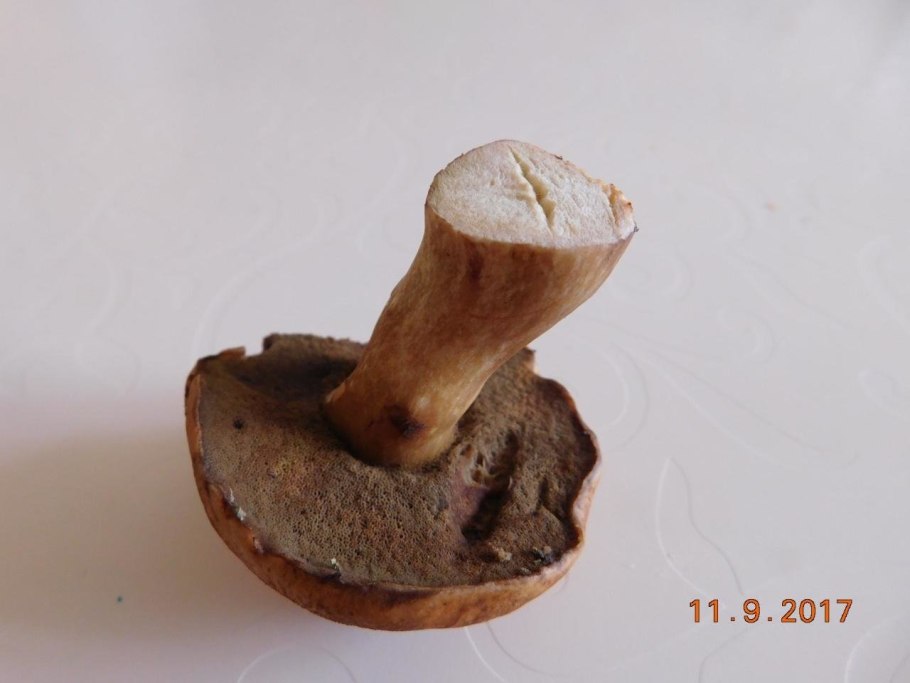 Желтая ножка в срезе