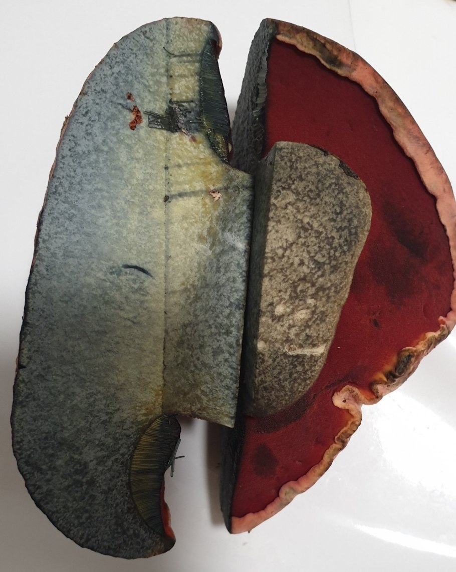 Грибы Словакии