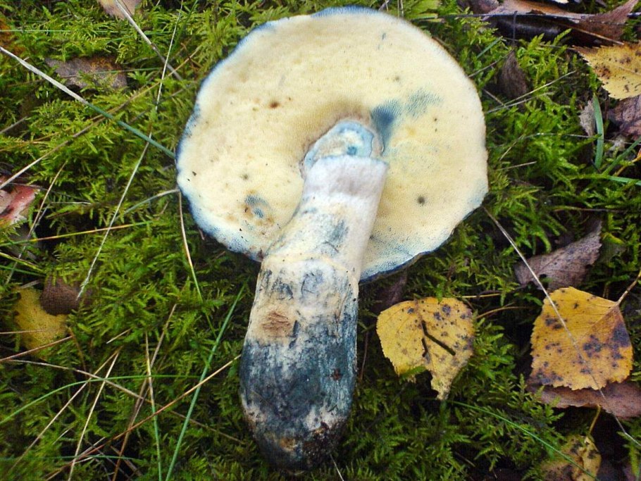 Гиропорус синеющий (Gyroporus cyanescens)