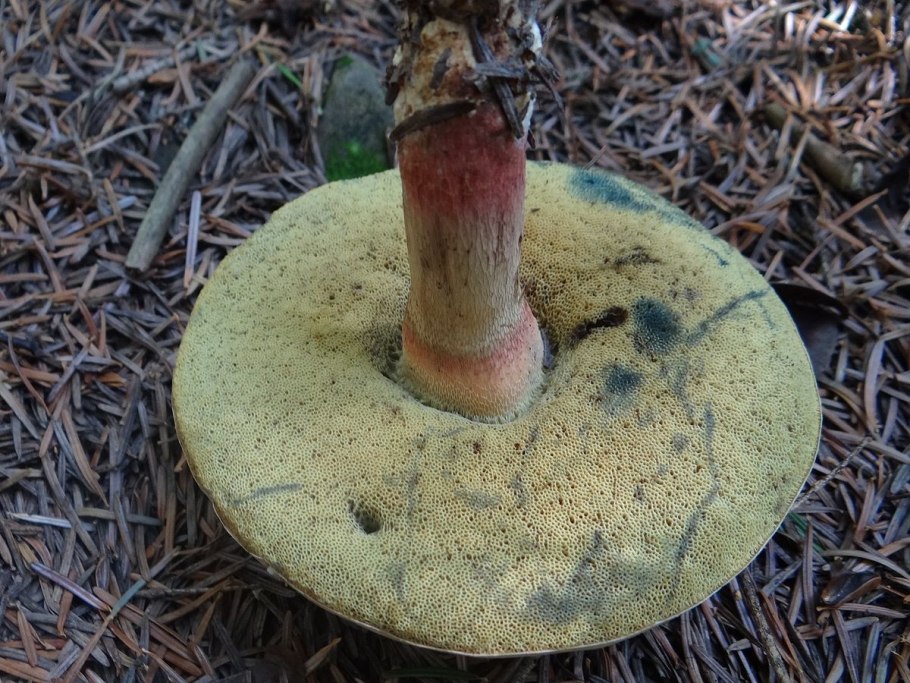 Гриб моховик ложный сатанинский