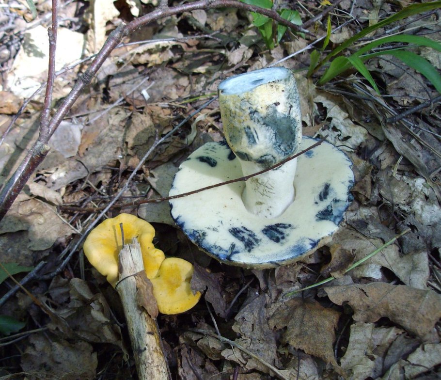 Подосиновик синеет