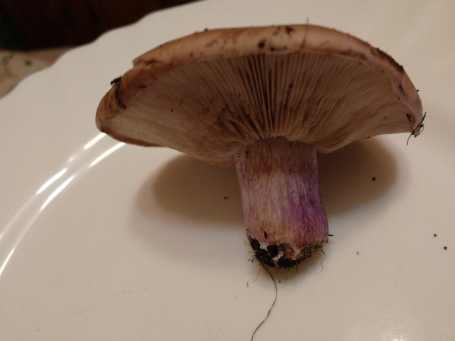 Паутинник светло фиолетовый