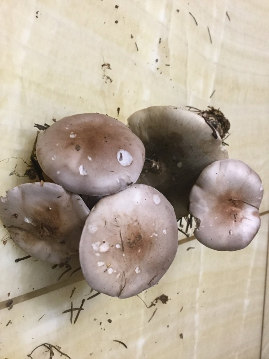 Рядовка леписта