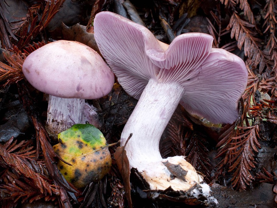 Russula azurea
