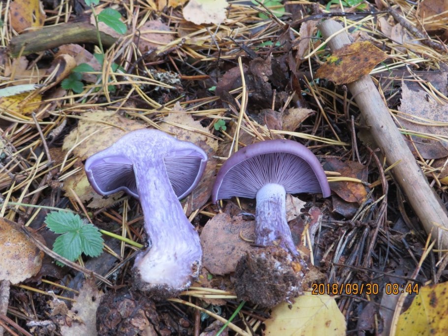 Паутинник бело-фиолетовый