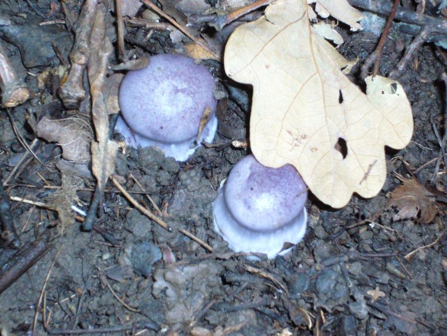 Сыроежка сардониксовая Russula Sardonia