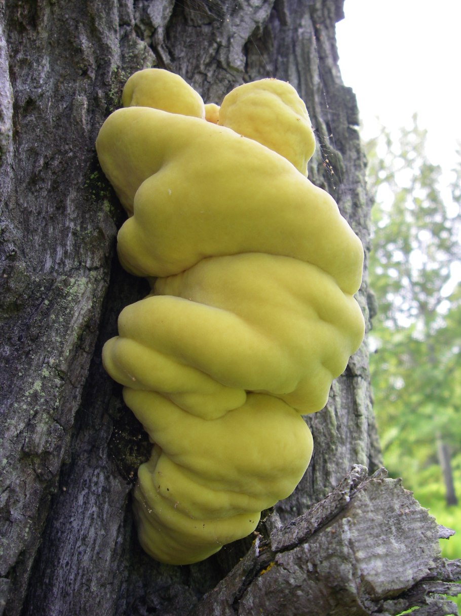 Трутовик серно-желтый Laetiporus sulphureus