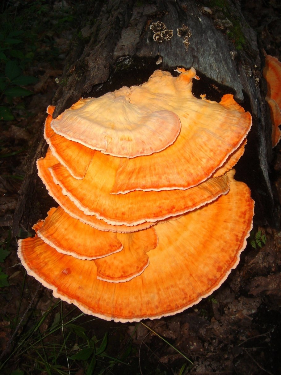 Chicken of the Woods