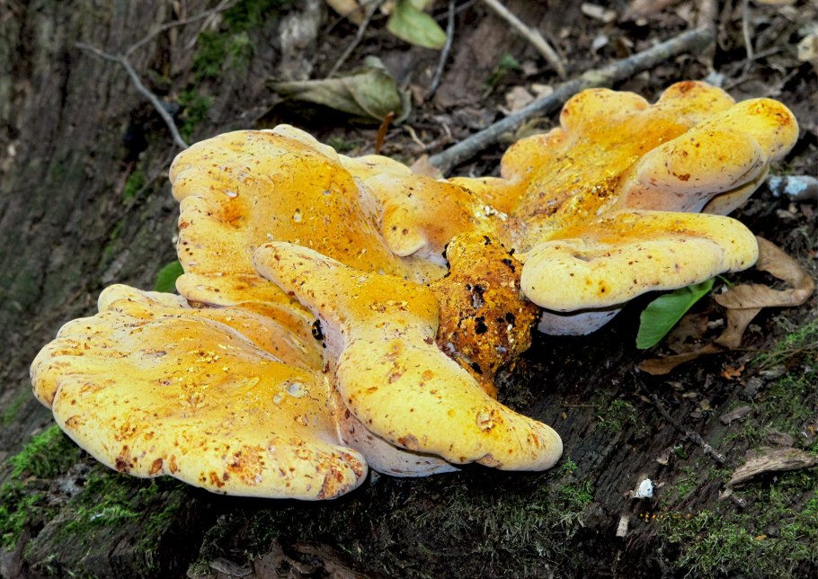 Трутовик серно жёлтый трутовики