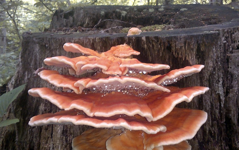 Трутовик летипорус