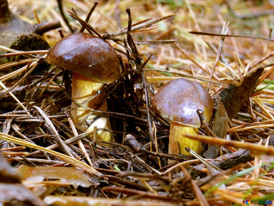 Моховик польский гриб