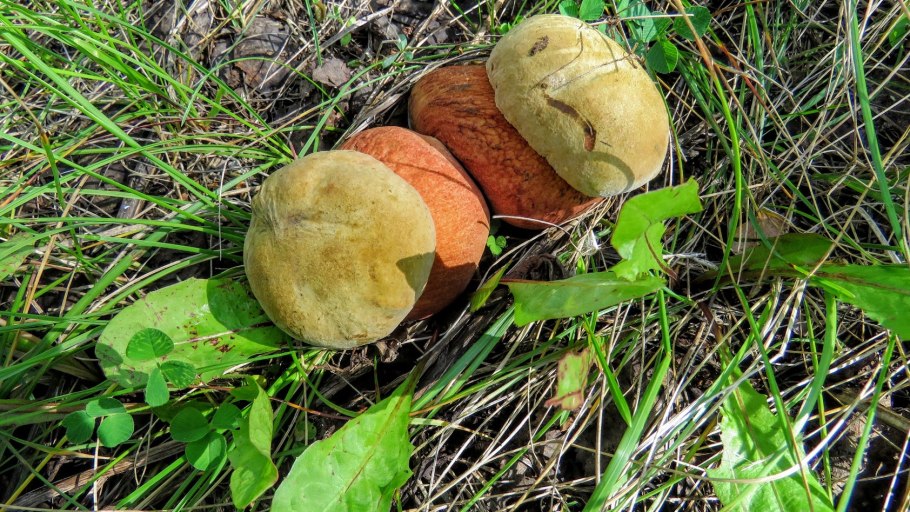 Гриб моховик ложный сатанинский