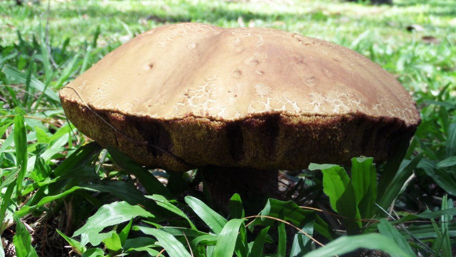 Моховик припорошенный съедобен