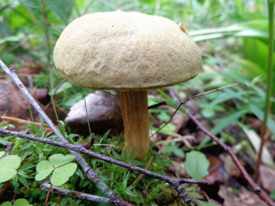 Гриб моховик ложный