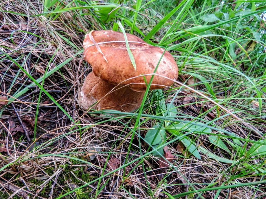 Дубовик крапчатый Boletus erythropus
