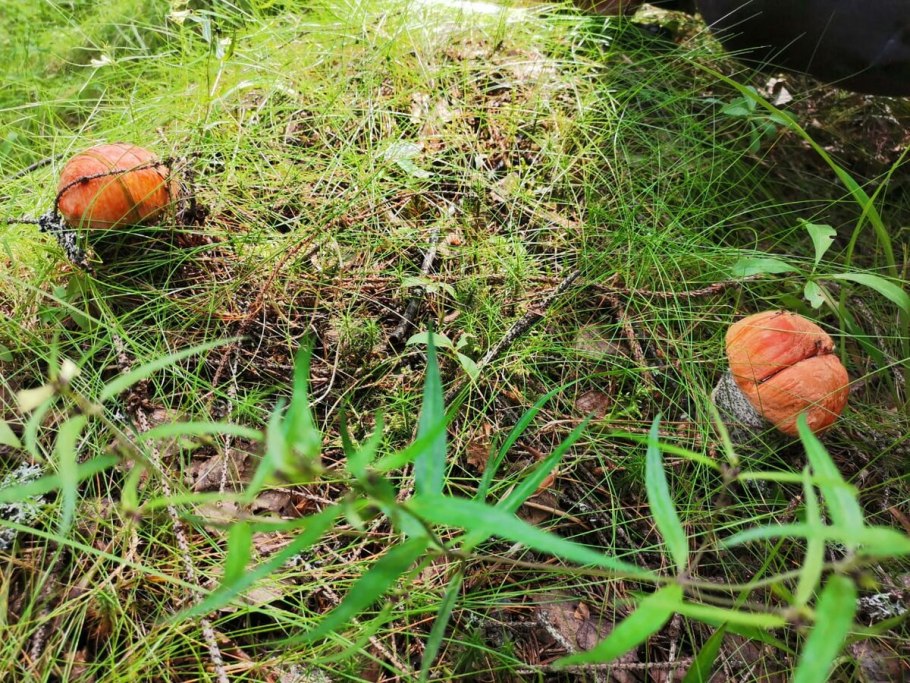 Гриб моховик гриб моховик