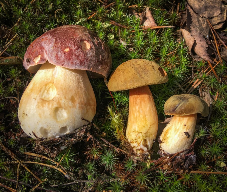 Гриб польский боровик