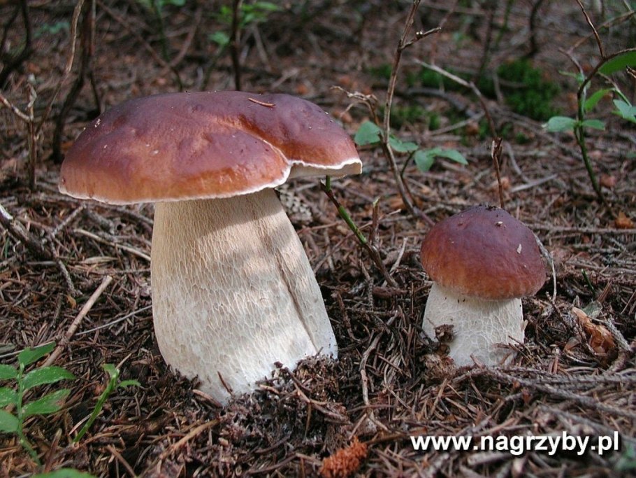 Гриб польский боровик