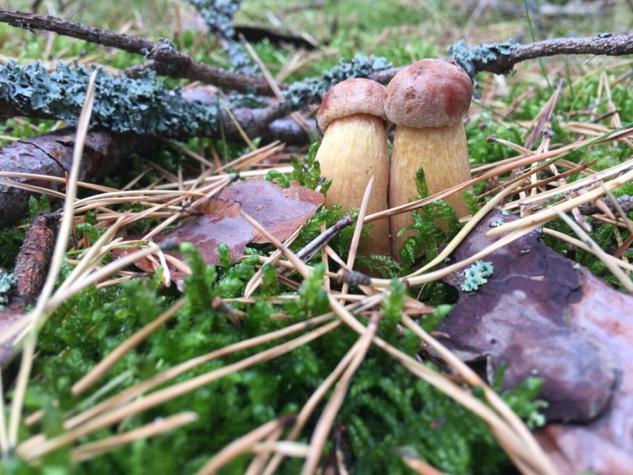 Белый гриб подписанный