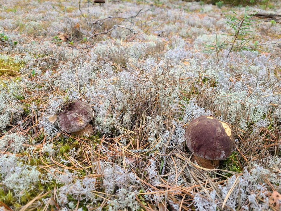 Моховик гриб