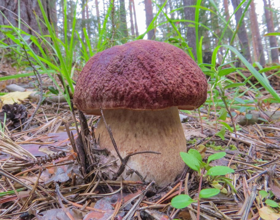 Болетовые моховик