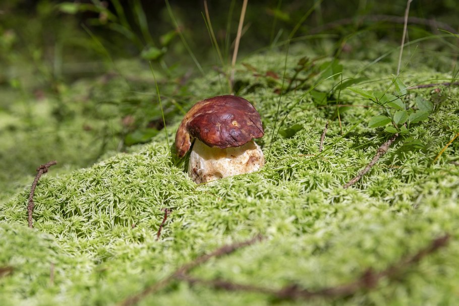 Гриб польский Боровик