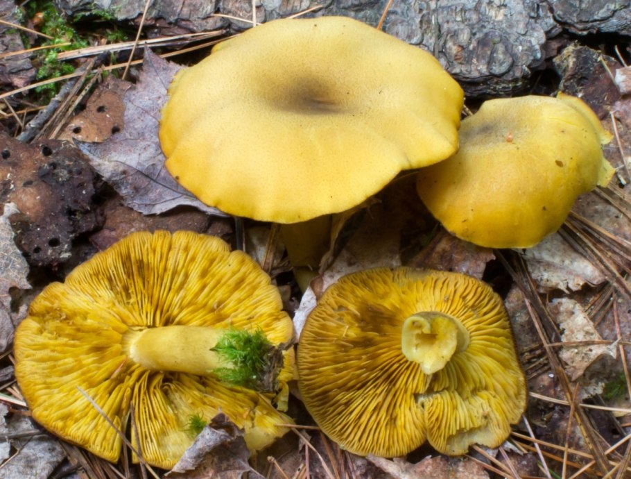 Гигроцибе пёстрая (Hygrocybe psittacina)