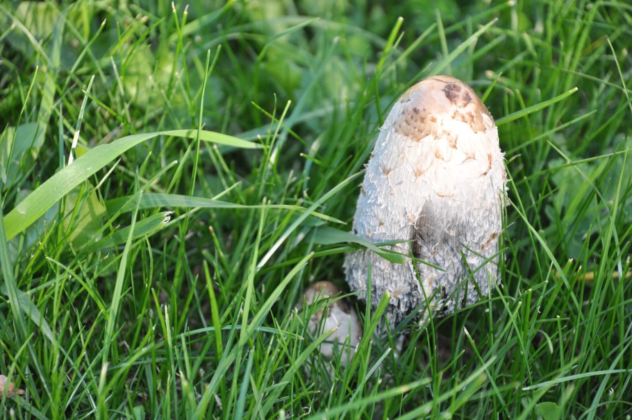 Моховик припудренный