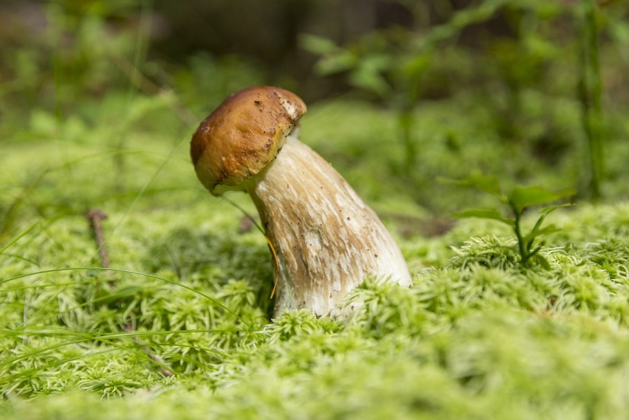 Гриб моховик пёстрый