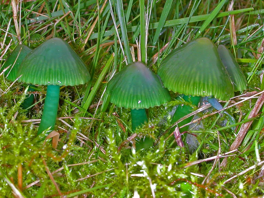 Hygrocybe chlorophana