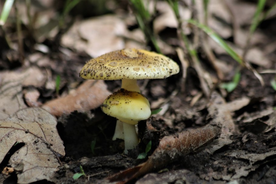 Hygrocybe psittacina