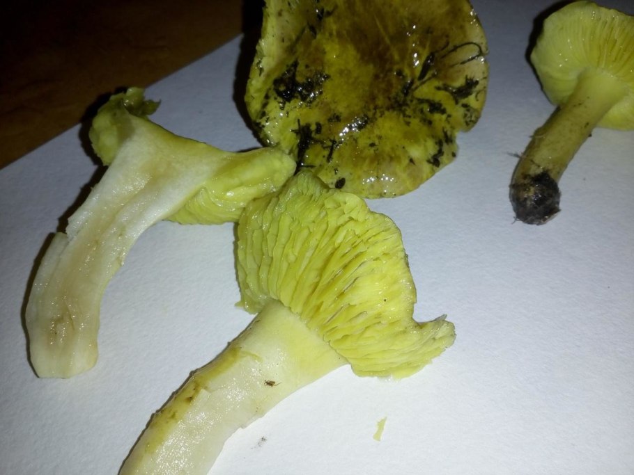 Рядовка Еловая Tricholoma aestuans