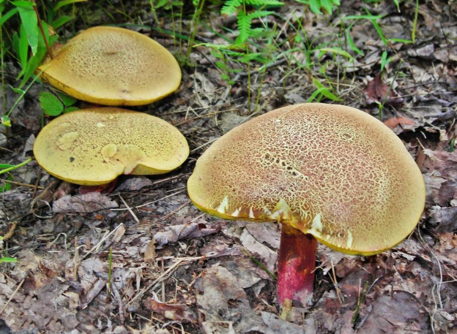 Зеленушка (Tricholoma equestre)