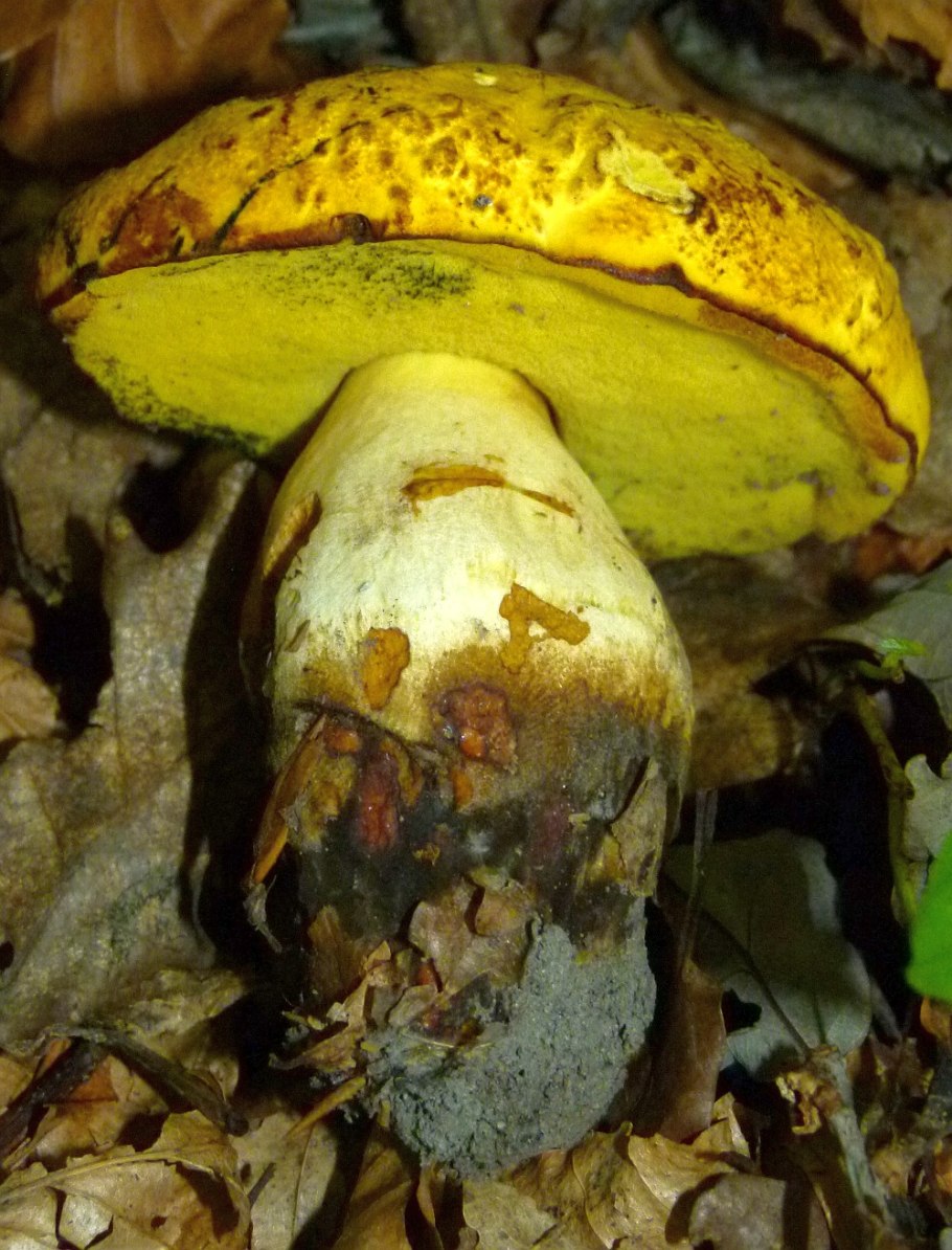 Гигроцибе пёстрая (Hygrocybe psittacina)