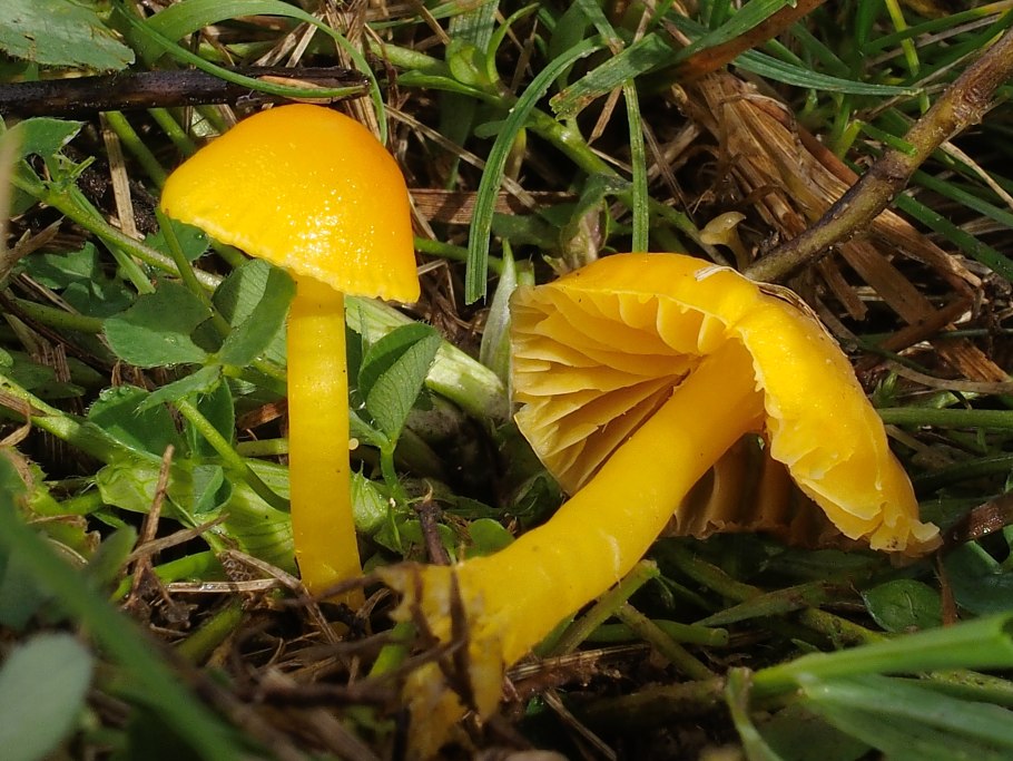 Зеленушка (Tricholoma equestre)
