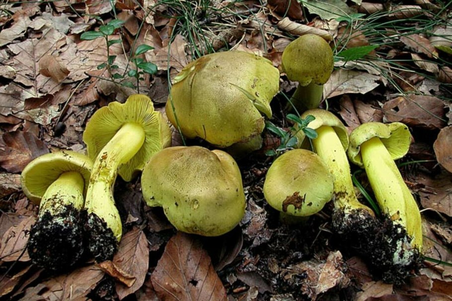 Hygrocybe chlorophana