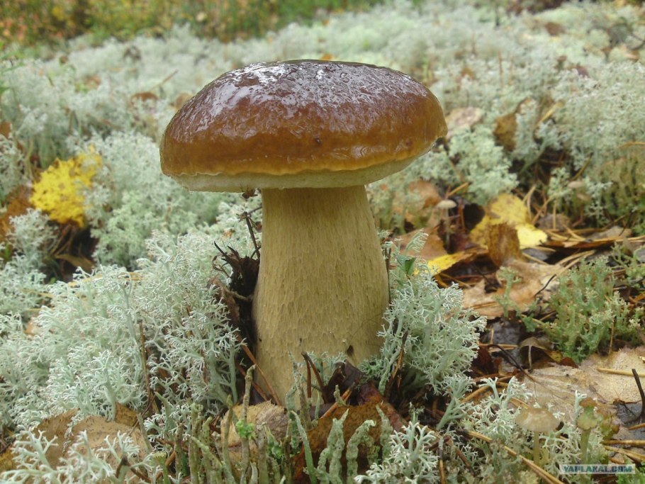 Боровой шампиньон