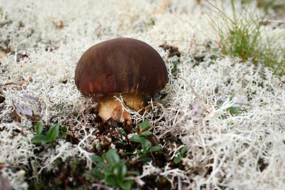 Болетус пинофилус