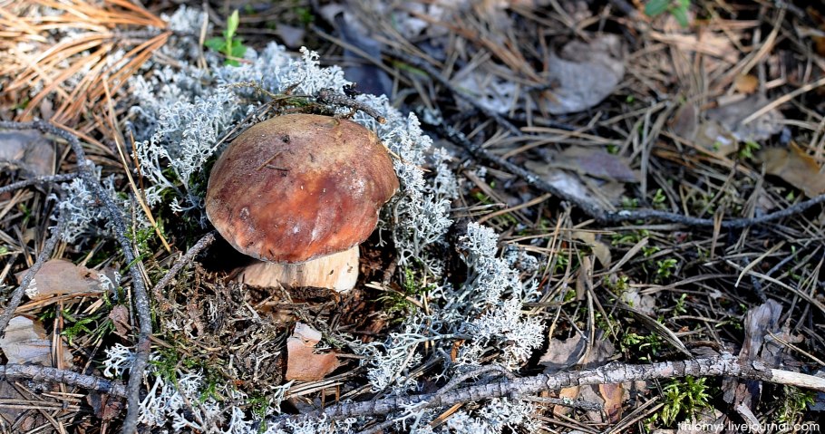 Белый гриб Боровик