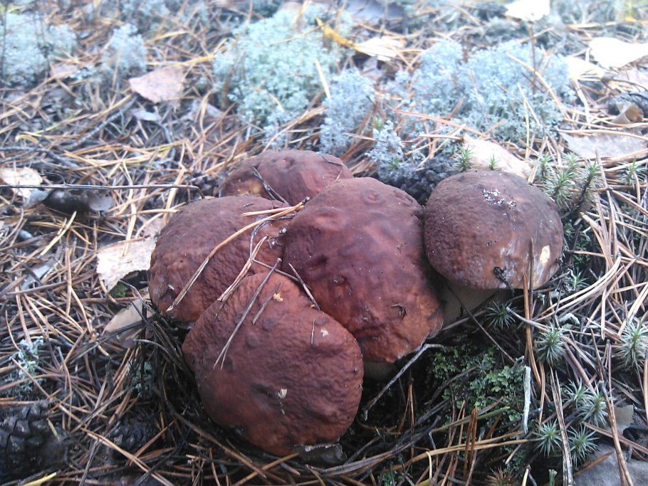 Белый гриб березовый (Boletus edulis)