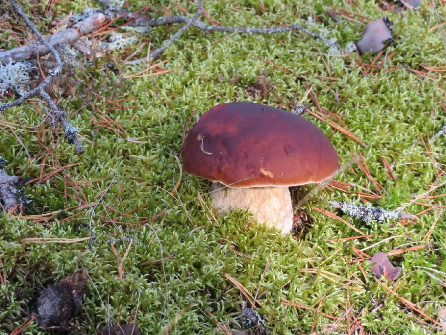 Белый гриб Карпаты