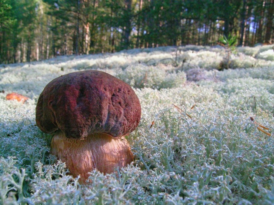 Моховик польский