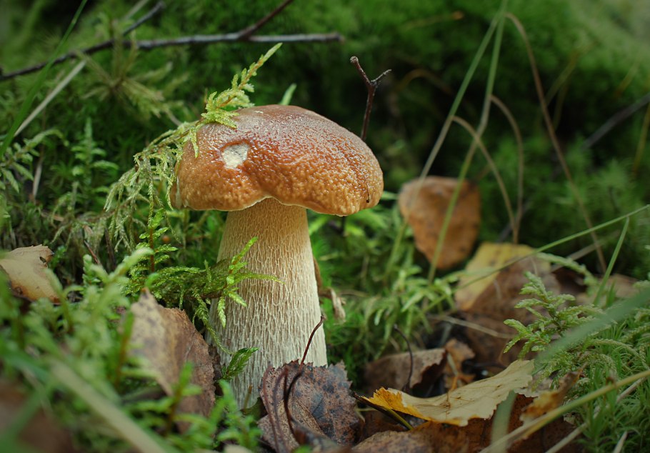 Грибы Омской области